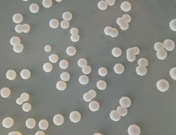 地衣芽孢桿菌 地衣芽孢桿菌